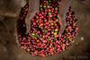 Ethiopian Yirgacheffe coffee cherries at the Aricha washing station