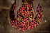 Ethiopian Yirgacheffe coffee cherries at the Aricha washing station