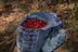 Peruvian specialty coffee from the high-altitude Amazonas region