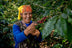 Coffee harvest at the Monteverde farms in the Amazonas region, Peru