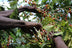 Kenya Kirinyaga specialty coffee cherries