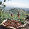 Ethiopia Yirgacheffe specialty coffee beans